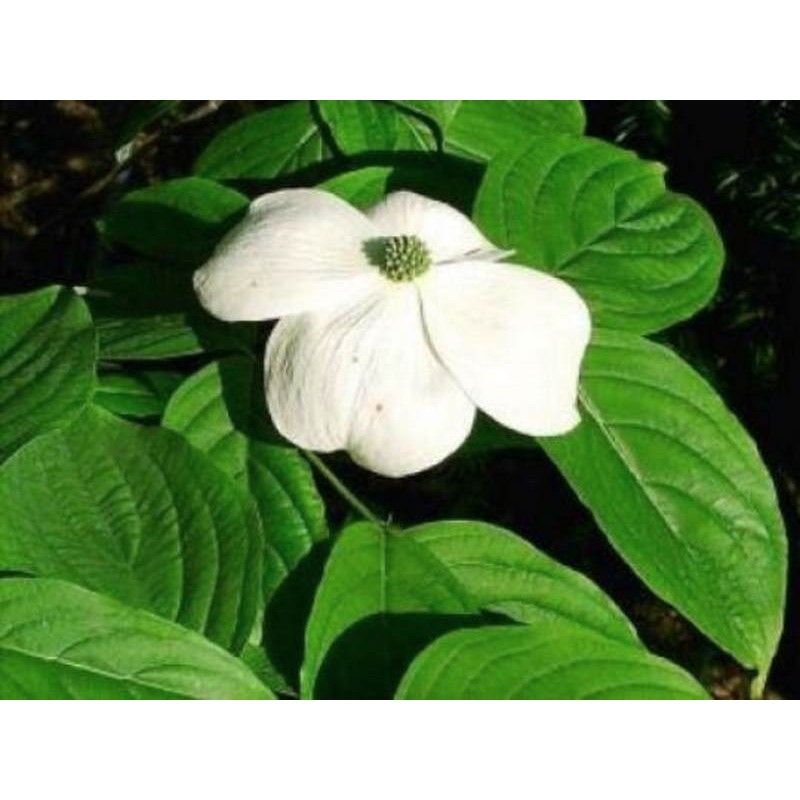 Cornus x rutgersensis 'Aurora' (Rutban) - summer flower bracts