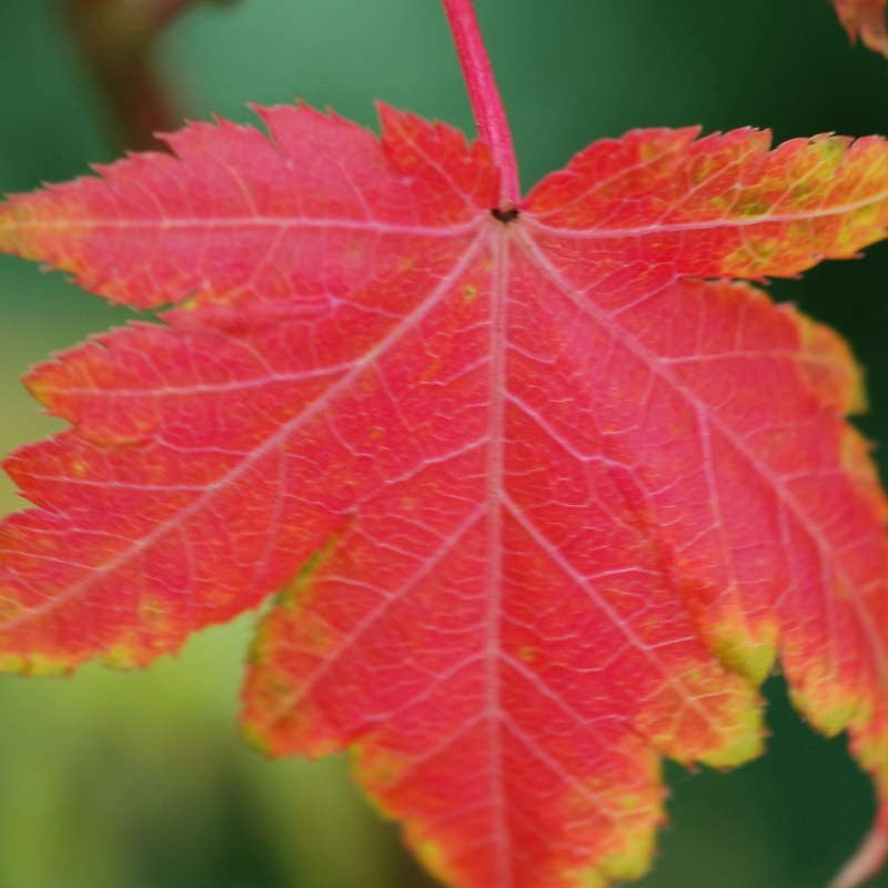 Acer micranthum - autumn colour Acer micranthum - autumn colour