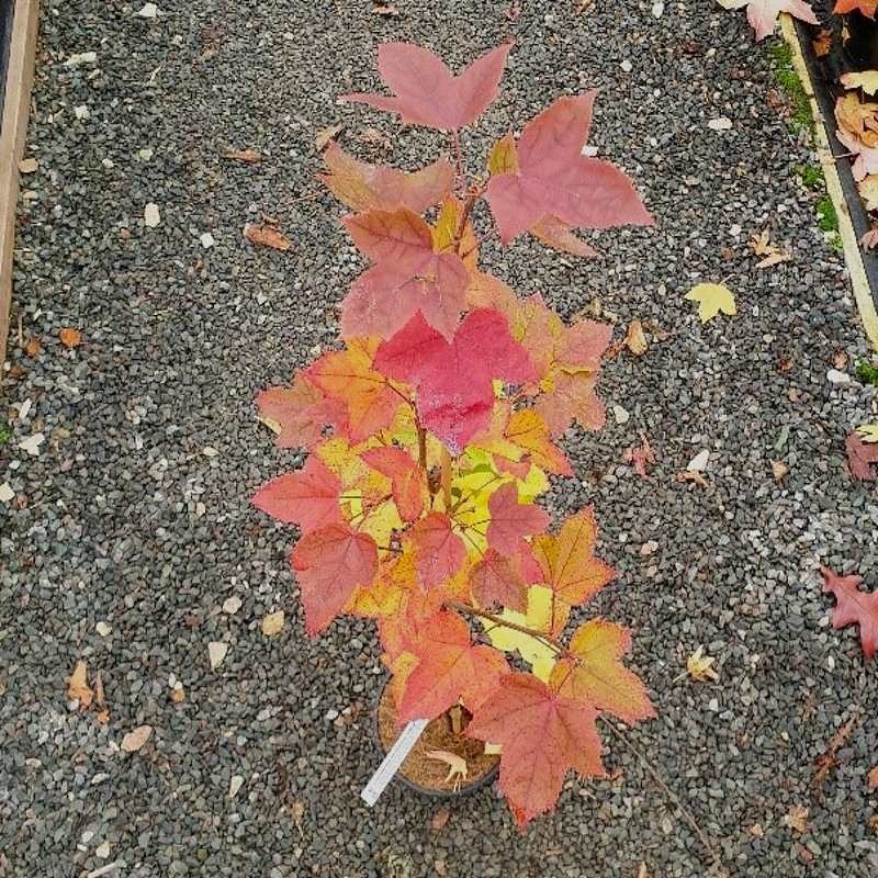 Liquidambar formosana 'Afterglow' - autumn colour Liquidambar formosana 'Afterglow' - autumn colour