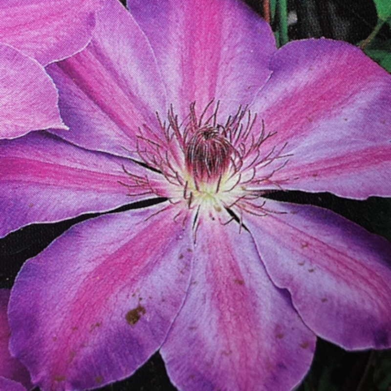 Clematis 'Baltyk' - summer flowers Clematis 'Baltyk' - summer flowers
