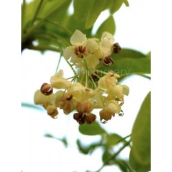 Akebia quinata 'Alba' - spring flowers
