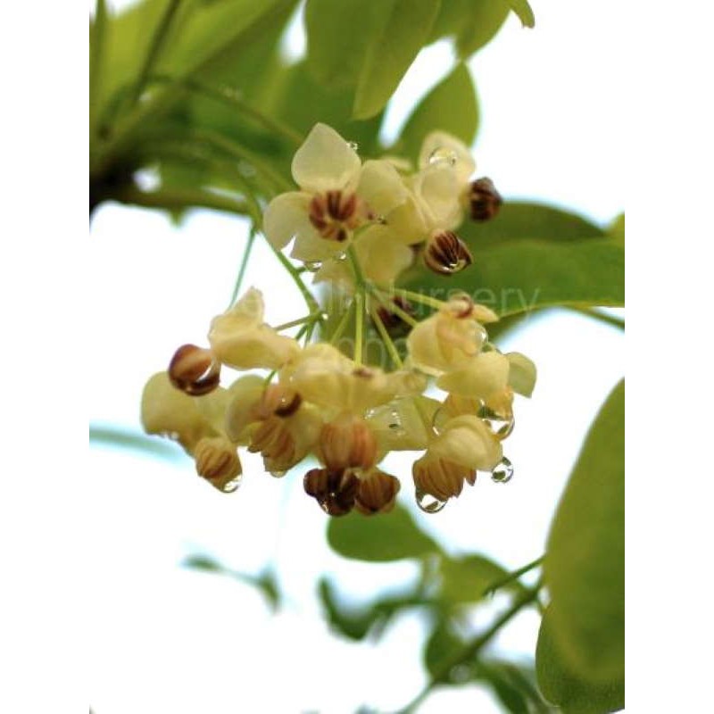 Akebia quinata 'Alba' - spring flowers