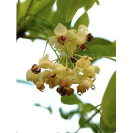Akebia quinata 'Alba' - spring flowers Akebia quinata 'Alba' - spring flowers