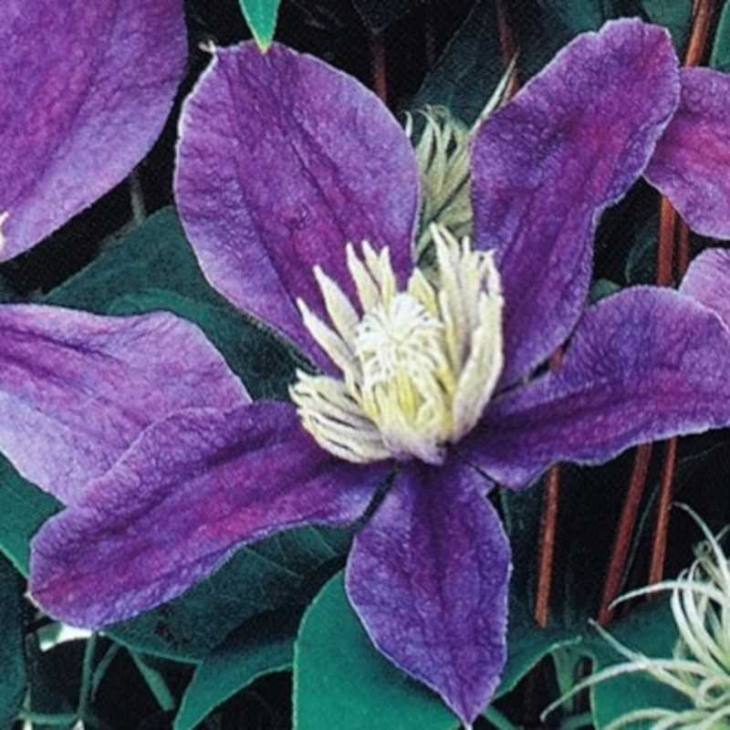 Clematis 'Arabella' - summer flowers Clematis 'Arabella' - summer flowers