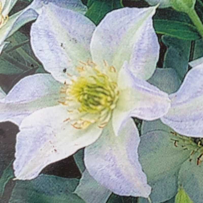 Clematis 'Yukikomachi' - summer flowers Clematis 'Yukikomachi' - summer flowers