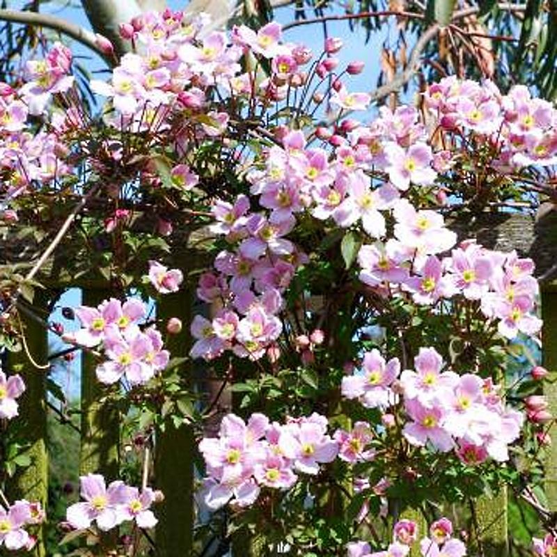 Clematis montana 'Elizabeth' - spring flowers Clematis montana 'Elizabeth' - spring flowers