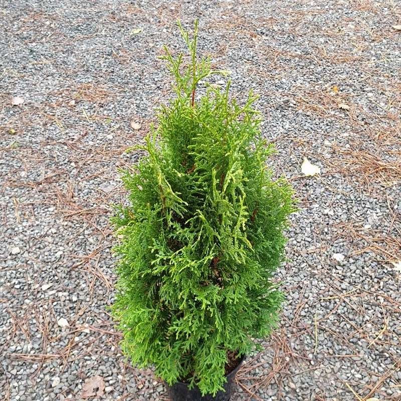 Thuja occidentalis 'Holmstrup' Thuja occidentalis 'Holmstrup'