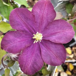Clematis 'Warszawska Nike'