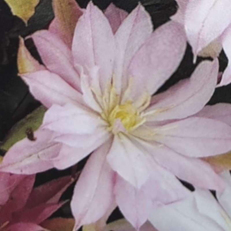 Clematis 'Violet Elizabeth' Clematis 'Violet Elizabeth'