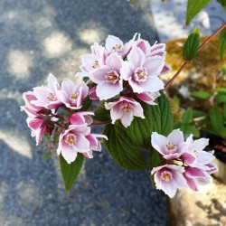 Deutzia calycosa 'Dali' - summer flowers