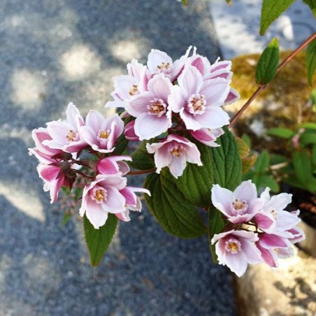 Deutzia calycosa 'Dali' - summer flowers Deutzia calycosa 'Dali' - summer flowers