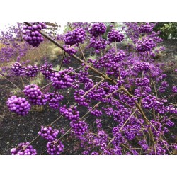Callicarpa bodinieri 'Profusion' - autumn berries