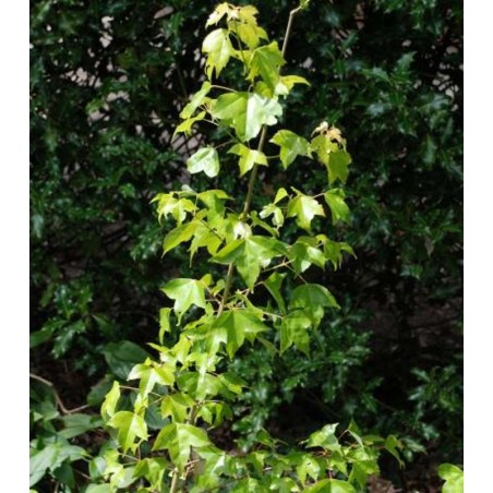 Acer buergerianum Acer buergerianum