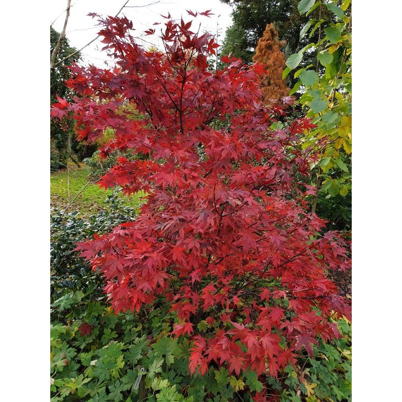 Acer palmatum 'Okagami' - autumn colour Acer palmatum 'Okagami' - autumn colour