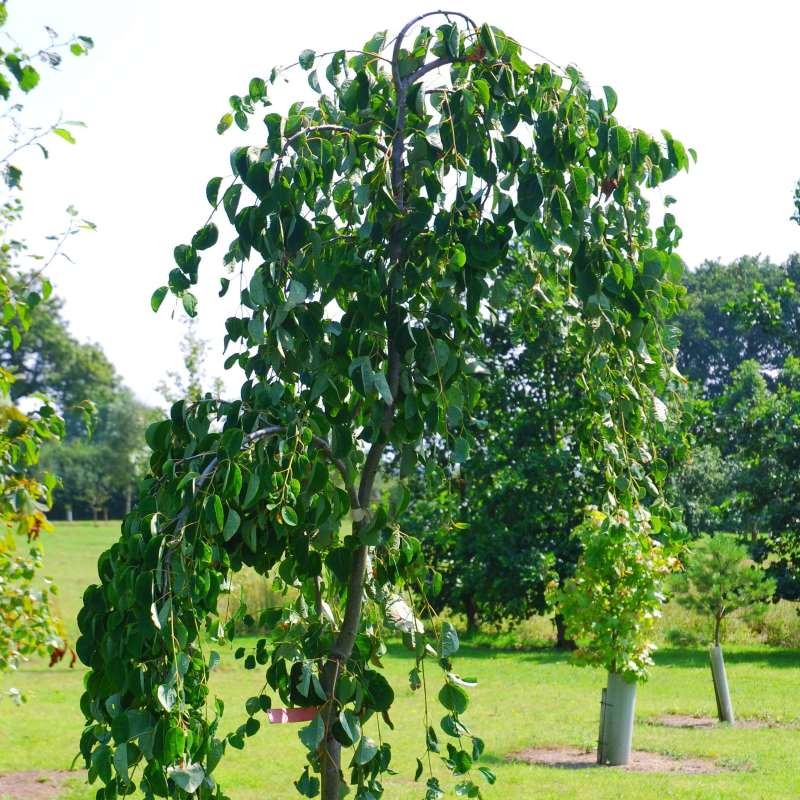 Cercidiphyllum japonicum 'Pendulum' - summer leaves