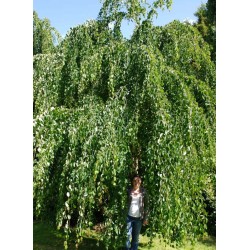 Cercidiphyllum japonicum 'Pendulum' - large, approx 40 - 50 year old tree