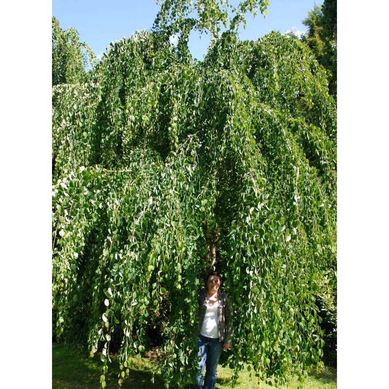 Cercidiphyllum japonicum 'Pendulum' - large, approx 40 - 50 year old tree