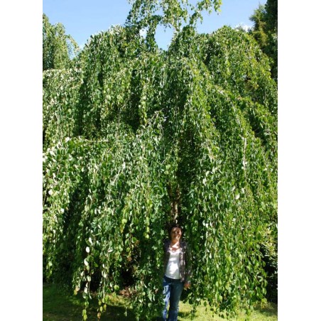 Cercidiphyllum japonicum 'Pendulum' - large, approx 40 - 50 year old tree Cercidiphyllum japonicum 'Pendulum' - large, approx 40 - 50 year old tree