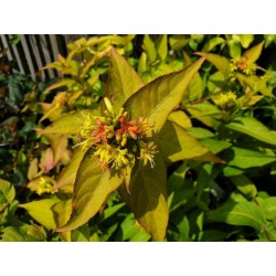 Diervilla rivularis 'Honeybee' - summer flowers