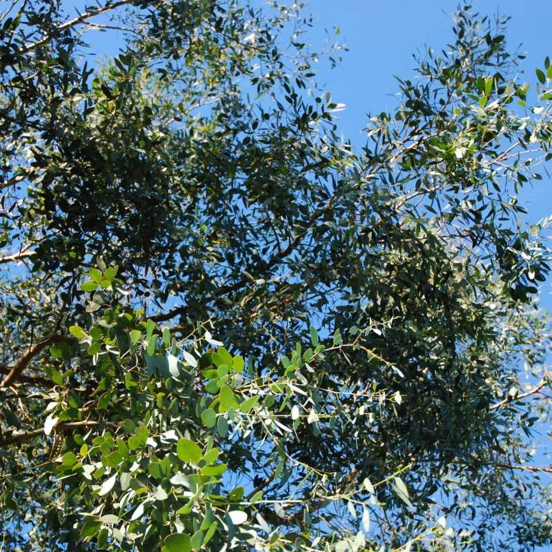 Eucalyptus gunnii - leaves