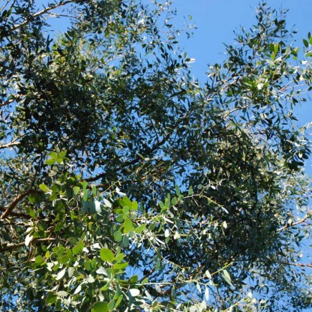 Eucalyptus gunnii - leaves Eucalyptus gunnii - leaves