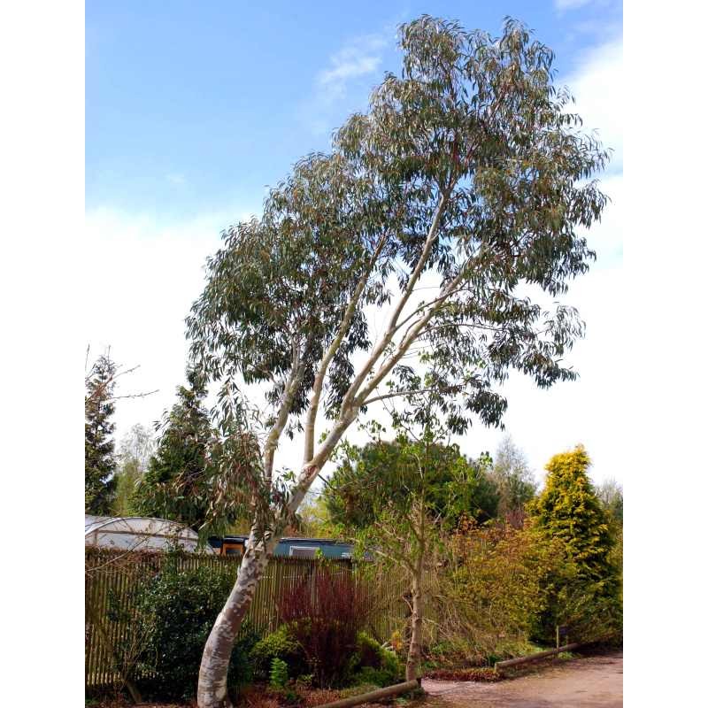 Eucalyptus pauciflora subsp niphophila - established tree (slight lean due to being planted in a very windy area)
