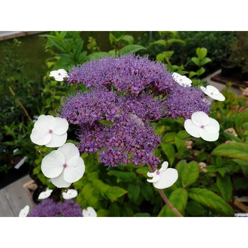 Hydrangea aspera 'Bellevue' - summer flowers
