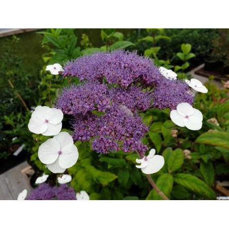 Hydrangea aspera 'Bellevue' - summer flowers