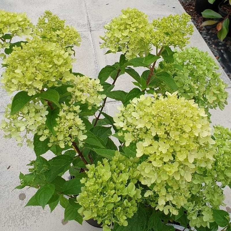 Hydrangea paniculata 'Little Lime' - summer flowers