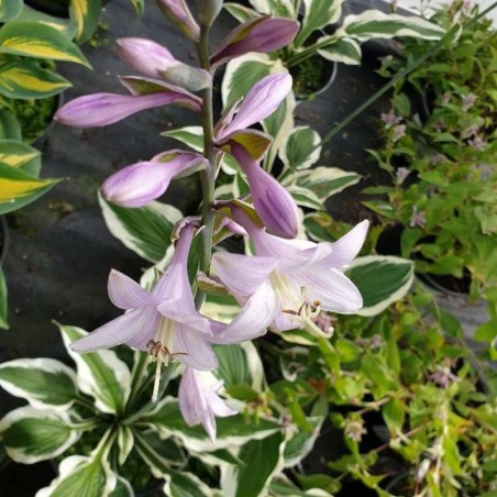 Hosta 'Patriot'  - summer flowers