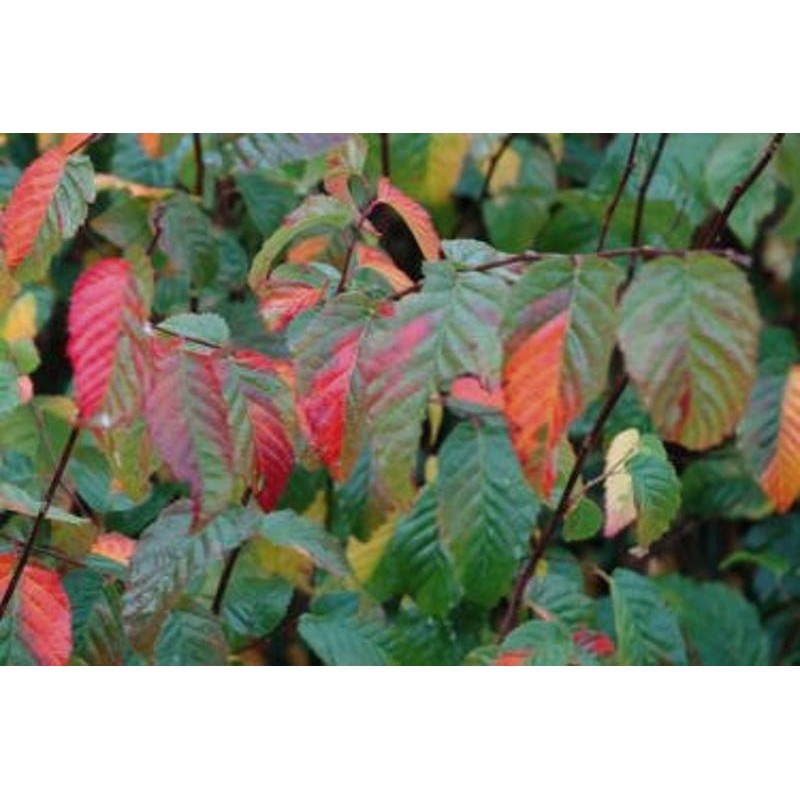 Carpinus caroliniana 'Sentinel Dries' - autumn colour Carpinus caroliniana 'Sentinel Dries' - autumn colour