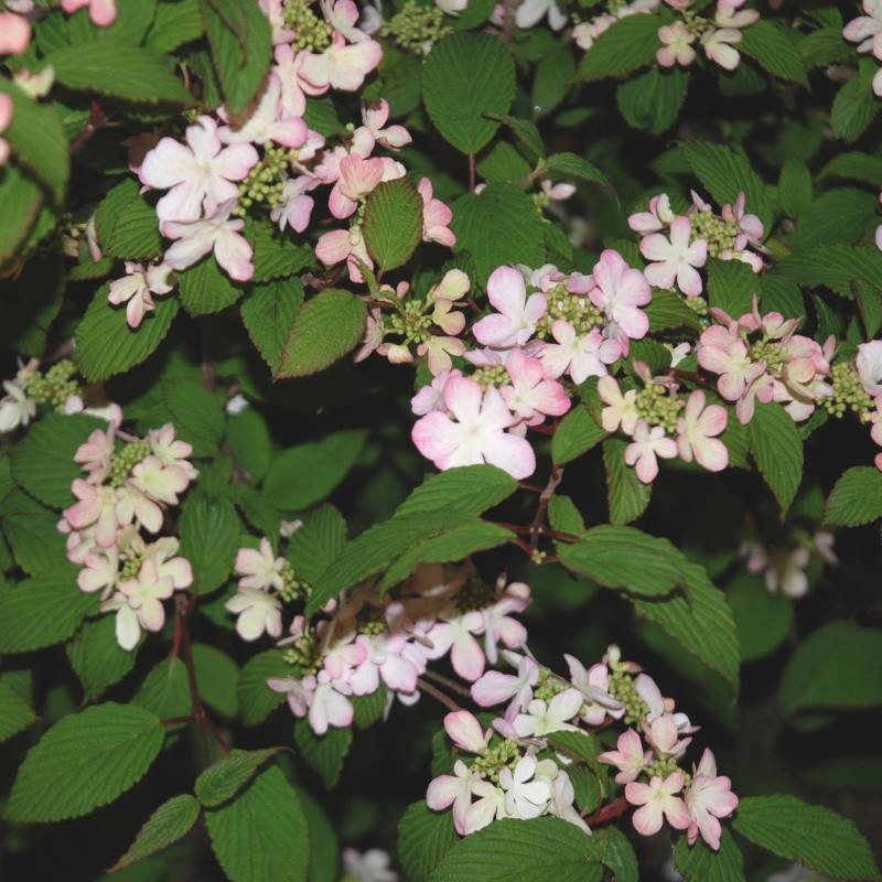 Viburnum plicatum 'Pink Beauty' - summer flowers Viburnum plicatum 'Pink Beauty' - summer flowers