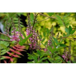 Indigofera amblyantha - summer flowers