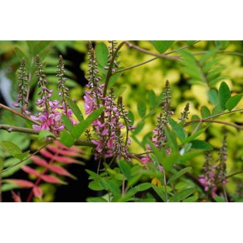 Indigofera amblyantha - summer flowers Indigofera amblyantha - summer flowers