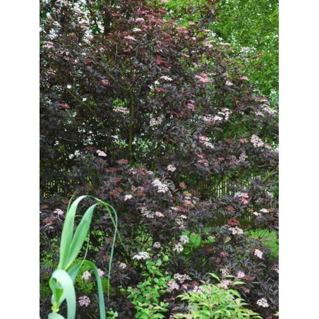 Sambucus nigra 'Thundercloud'