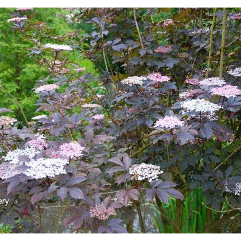Sambucus nigra 'Thundercloud' - summer flowers