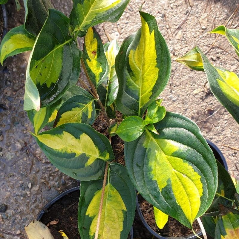 Cornus kousa 'Gold Cup' - summer leaves Cornus kousa 'Gold Cup' - summer leaves