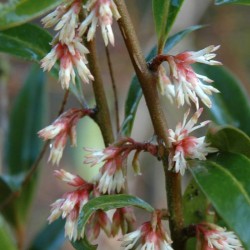 Sarcococca hookeriana var digyna - winter flowers