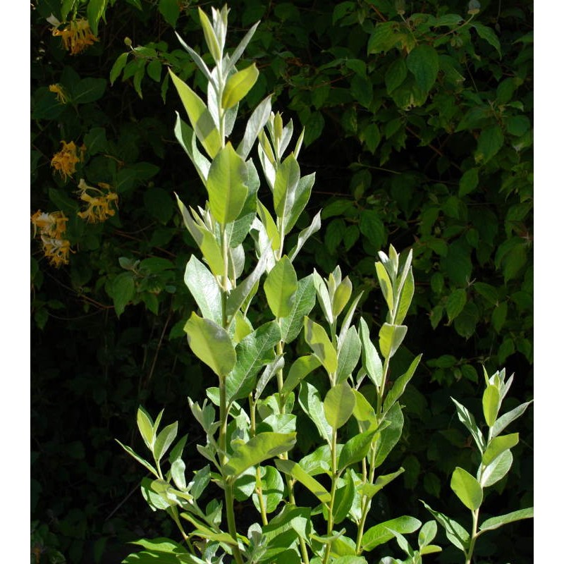 Salix candida Salix candida
