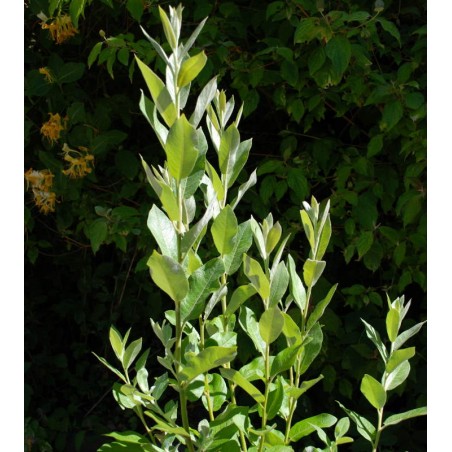 Salix candida Salix candida