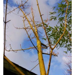 Acer rufinerve 'Yellow Ribbon' - colourful winter bark