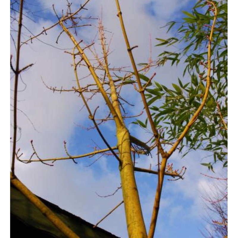 Acer rufinerve 'Yellow Ribbon' - colourful winter bark