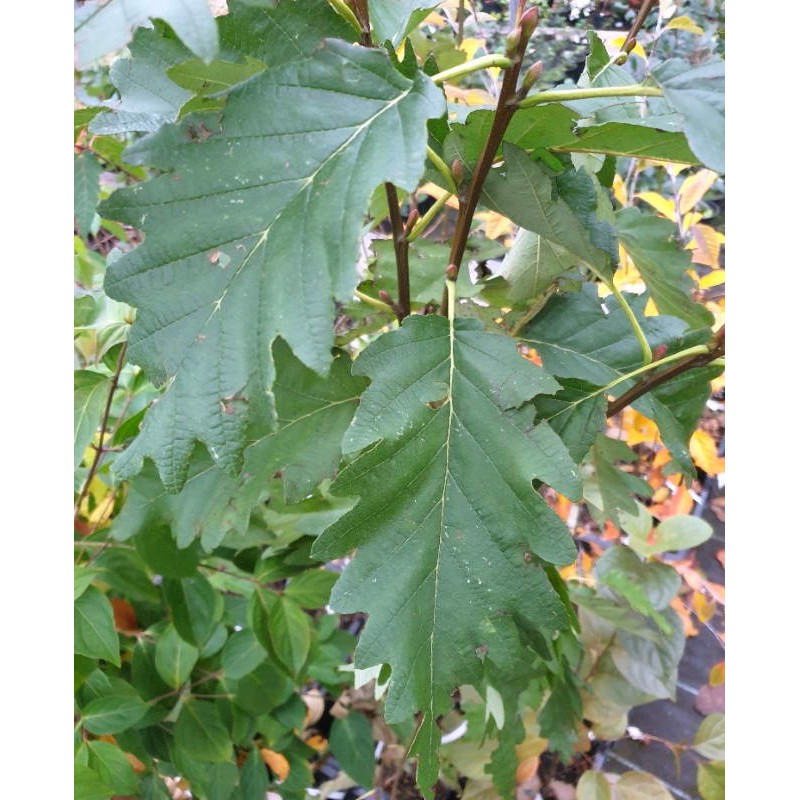 Alnus rubra 'Pinnatisecta' Alnus rubra 'Pinnatisecta'