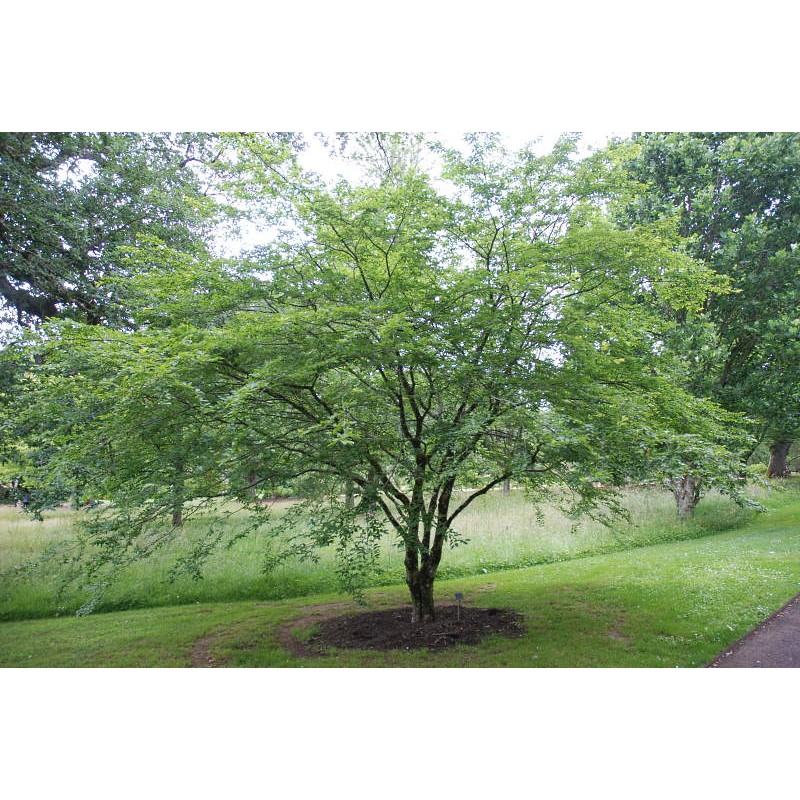 Carpinus turczaninovii - established plant Carpinus turczaninovii - established plant