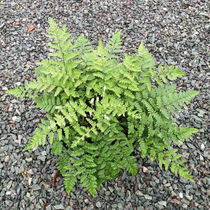 Cheilanthes tomentosa