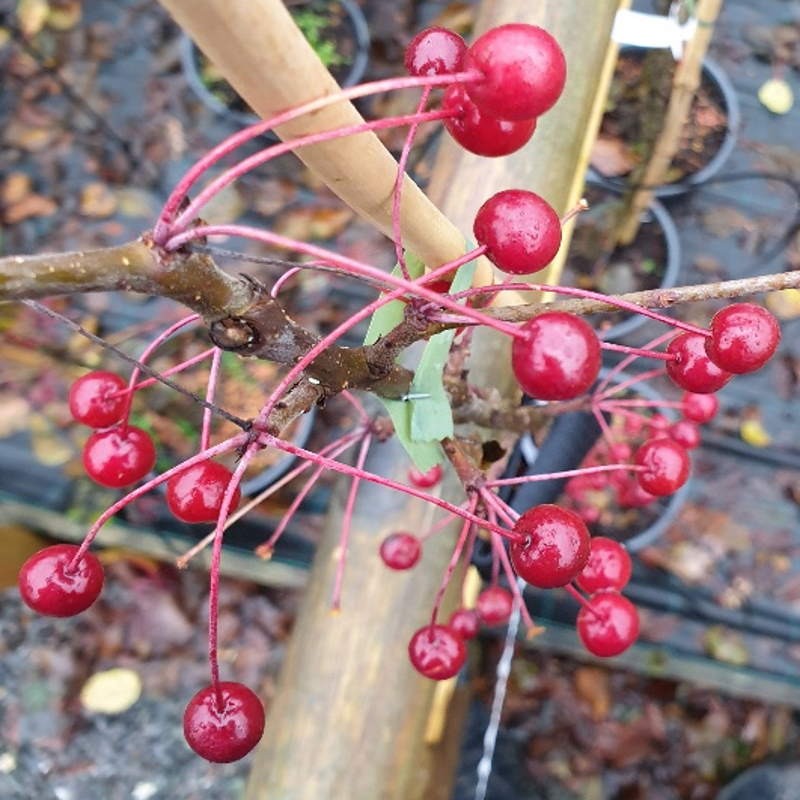 Malus brevipes 'Wedding Bouquet' - autumn fruit