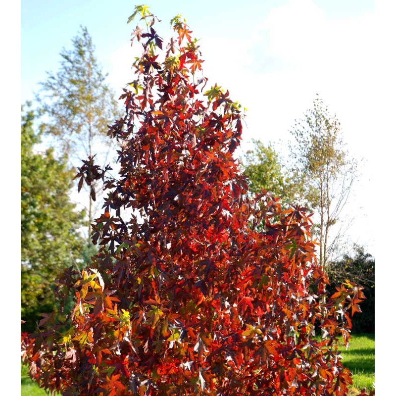 Liquidambar styraciflua 'Andrew Hewson'