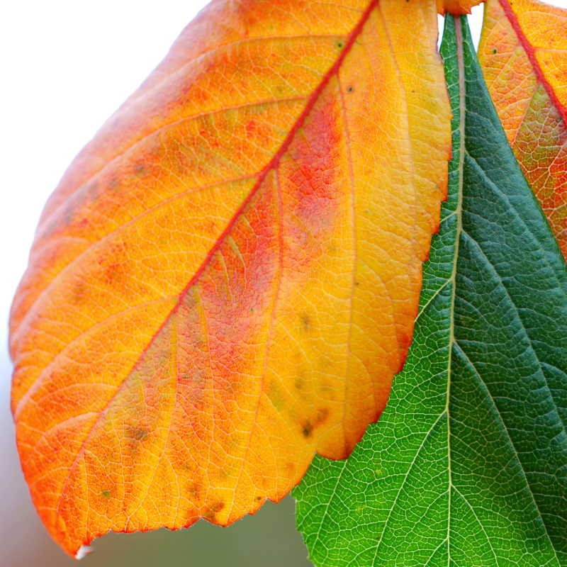 Crataegus x lavallei 'Carrieri' - autumn colour in late September