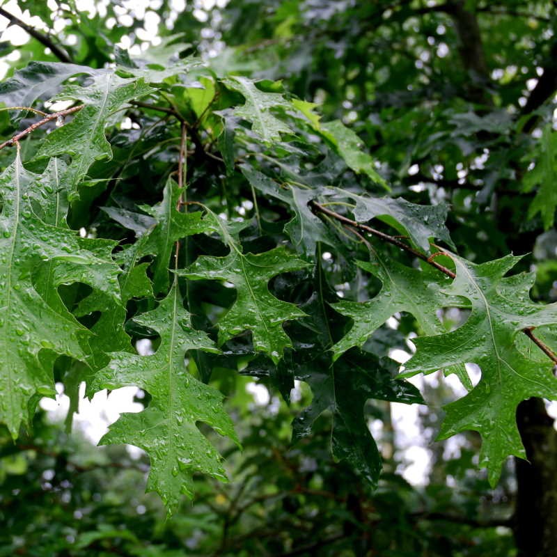 Quercus palustris - summer leaves Quercus palustris - summer leaves