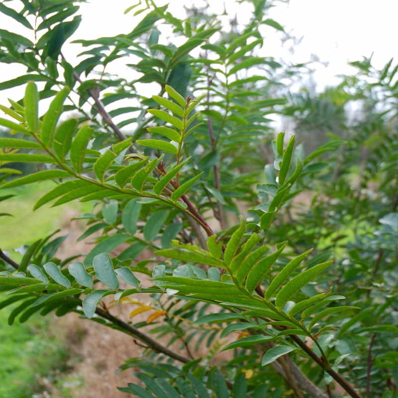 Pterocarya x rehderiana